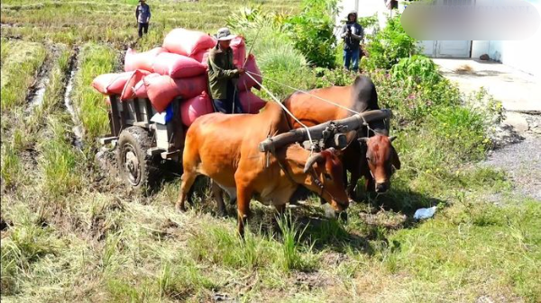 Top 7 loài động vật khỏe nhất hành tinh: Hổ gần chót bảng