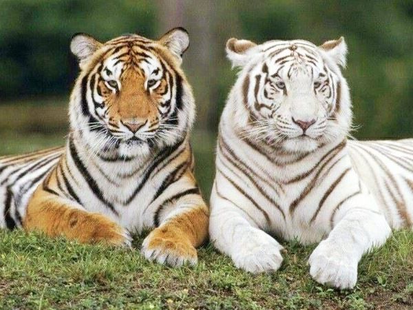 Top 7 loài động vật khỏe nhất hành tinh: Hổ gần chót bảng