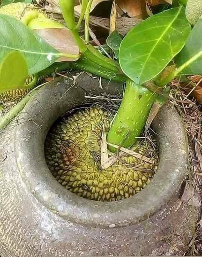 Trái cây đánh đố chủ nhất Việt Nam: mít tìm cách chui xuống đất