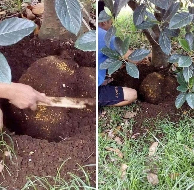 Trái cây đánh đố chủ nhất Việt Nam: mít tìm cách chui xuống đất