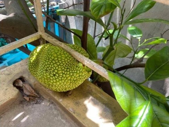Trái cây đánh đố chủ nhất Việt Nam: mít tìm cách chui xuống đất