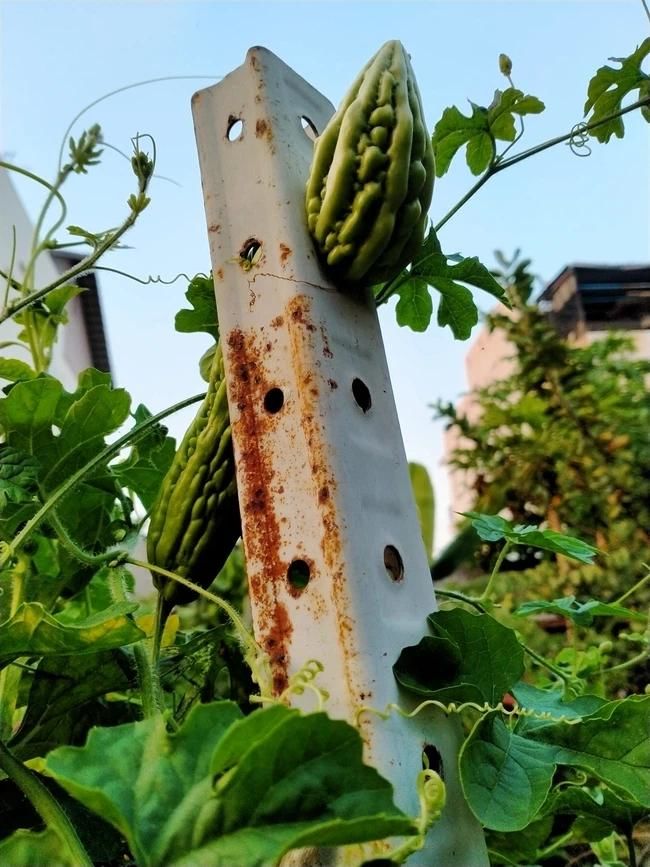 Trái cây đánh đố chủ nhất Việt Nam: mít tìm cách chui xuống đất