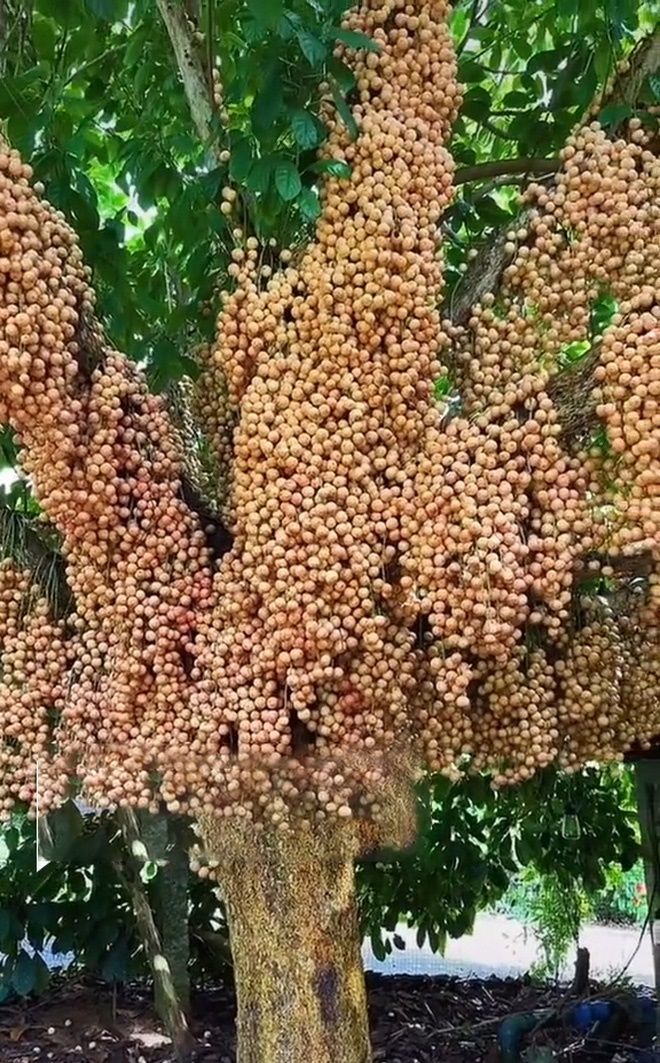Trái cây mắn đẻ nhất VN: Mít trăm quả, chuối trăm nải vẫn chưa dừng