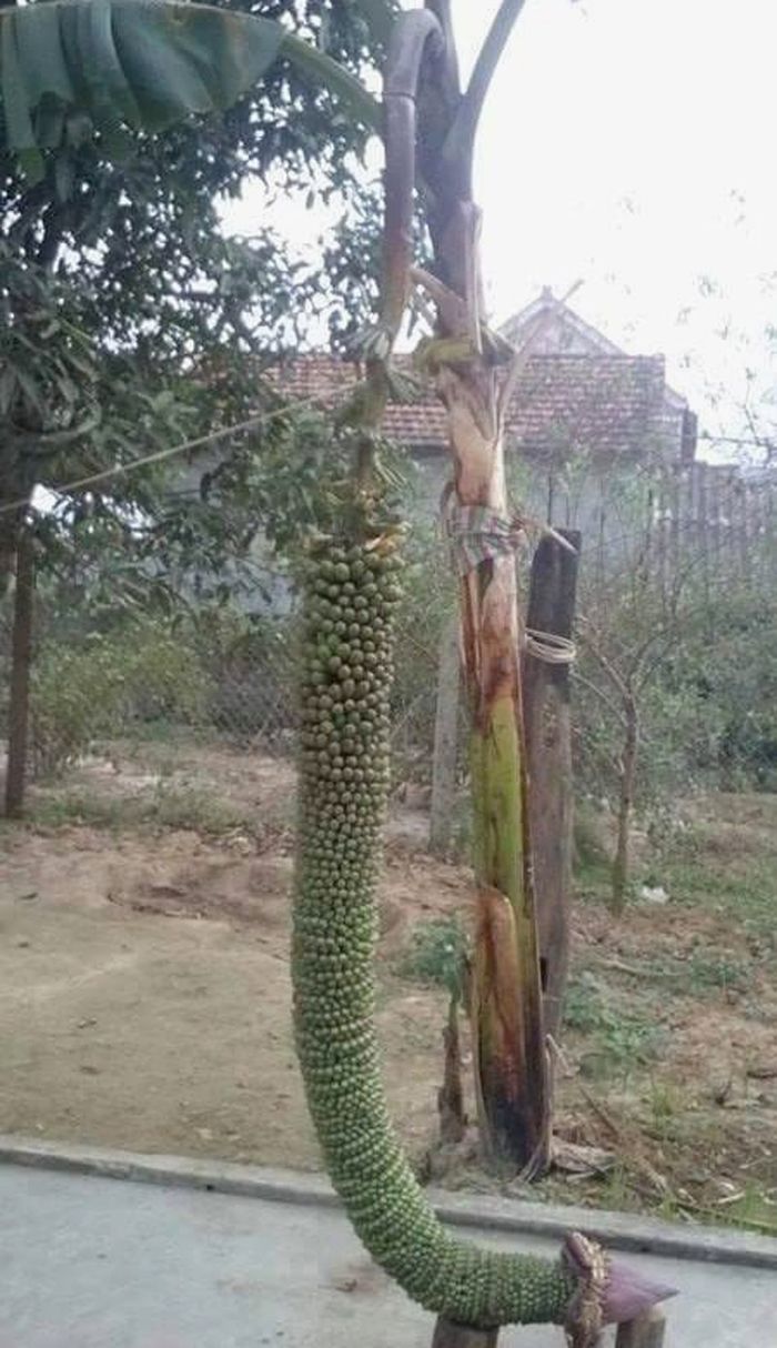 Trái cây mắn đẻ nhất VN: Mít trăm quả, chuối trăm nải vẫn chưa dừng