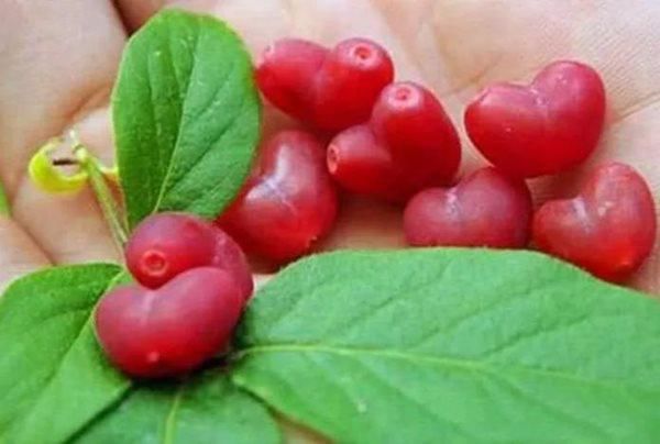 Trái mít hình thù đẹp nhất từng thấy: hái tặng crush thì bao thắng