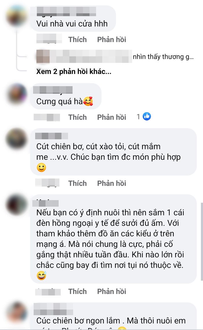 Trữ trứng cút mùa dịch đến nở thành con, CĐM: Nuôi làm cút chiên bơ
