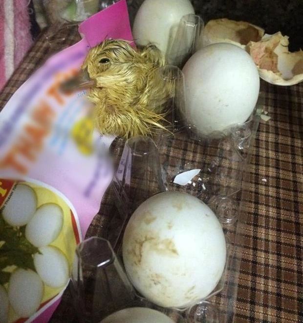 Trữ trứng cút mùa dịch đến nở thành con, CĐM: Nuôi làm cút chiên bơ