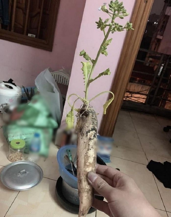 Trữ trứng cút mùa dịch đến nở thành con, CĐM: Nuôi làm cút chiên bơ
