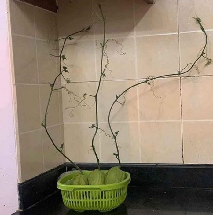 Trữ trứng cút mùa dịch đến nở thành con, CĐM: Nuôi làm cút chiên bơ