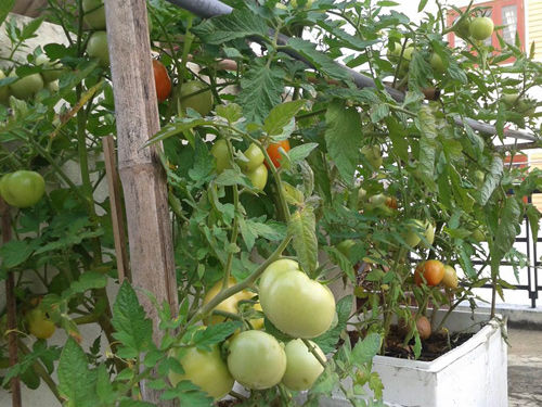 Chàng trai trồng rau sạch biếu hàng xóm để có rau tươi ăn mùa dịch