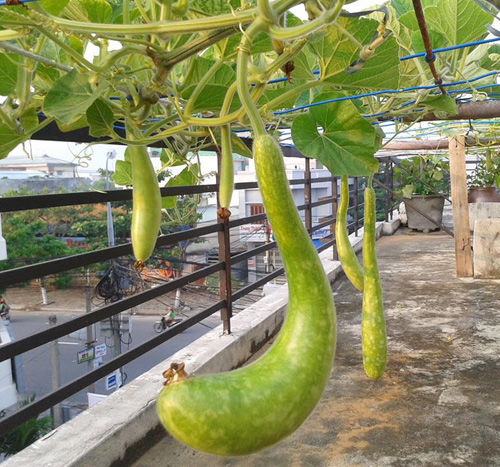 Chàng trai trồng rau sạch biếu hàng xóm để có rau tươi ăn mùa dịch