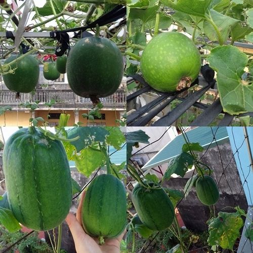 Chàng trai trồng rau sạch biếu hàng xóm để có rau tươi ăn mùa dịch