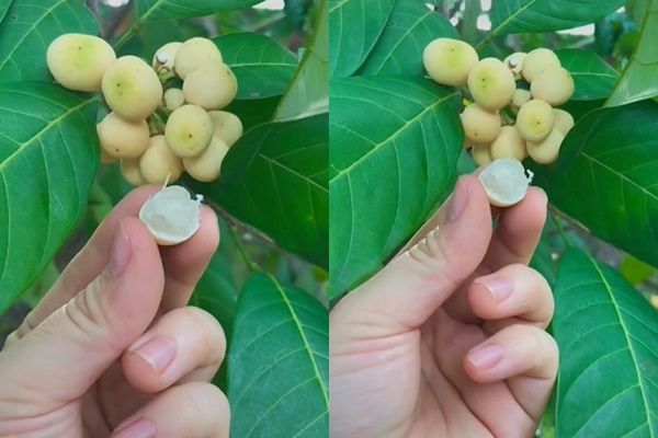 Một loại trái tên nghe rất kêu, vua Gia Long từng ăn lót dạ khi đói