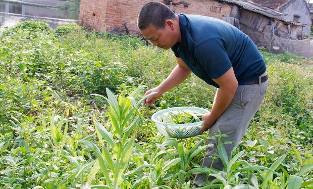 Vợ không qua khỏi trong lần sinh thứ 9, ông chồng đơn thân nuôi 8 con