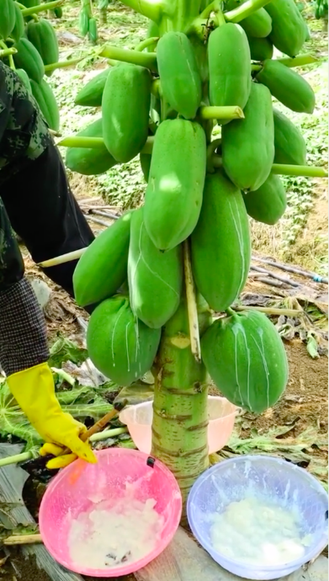 Vườn đu đủ siêu mắn đẻ, người phụ nữ vẫn cắt hết chỉ để thu một thứ