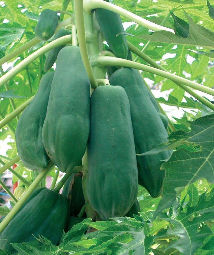 Vườn đu đủ siêu mắn đẻ, người phụ nữ vẫn cắt hết chỉ để thu một thứ