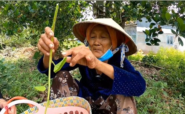 Xót xa bà cụ hái rau dại mưu sinh, còn bị kẻ gian cuỗm luôn chiếc nhẫn