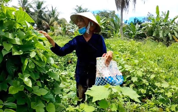 Xót xa bà cụ hái rau dại mưu sinh, còn bị kẻ gian cuỗm luôn chiếc nhẫn