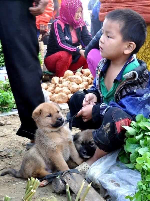 Xót cậu bé nghèo vùng cao bán chó lấy tiền mua rau gạo ăn qua ngày