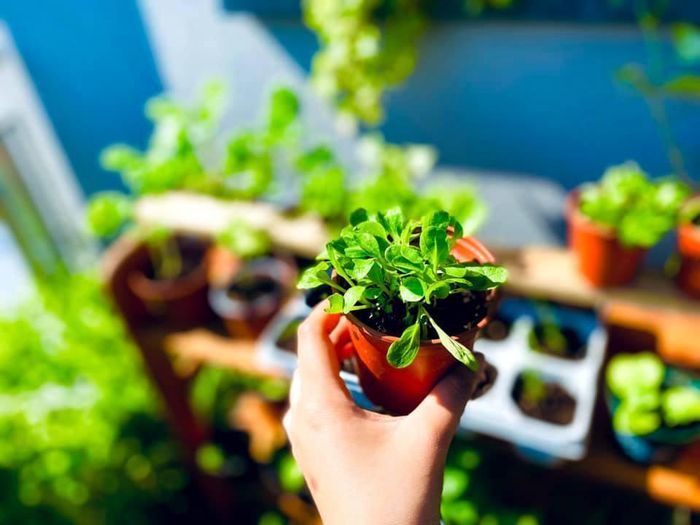 Ban công nhỏ xíu 2,5m2, mẹ trẻ vẫn trồng được đủ loại rau ăn quanh năm