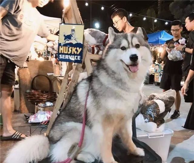 Bán gấu bông ế ẩm, chú chó husky dùng chiến lược độc lạ câu khách