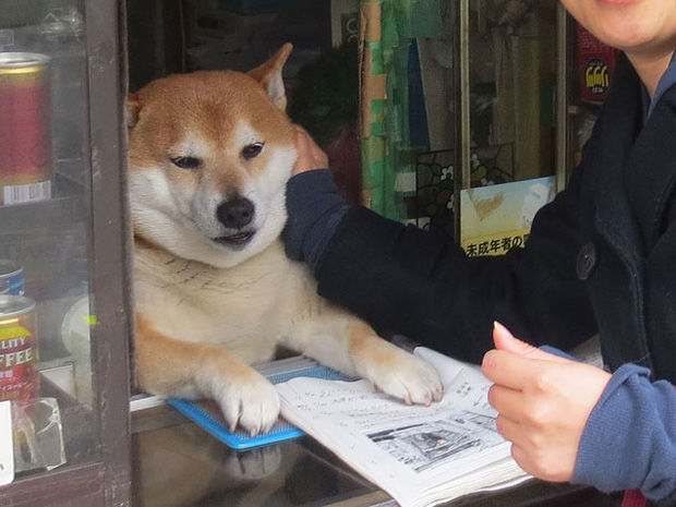 Bán gấu bông ế ẩm, chú chó husky dùng chiến lược độc lạ câu khách