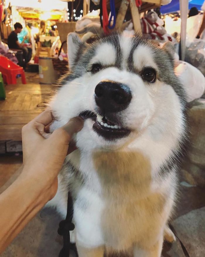 Bán gấu bông ế ẩm, chú chó husky dùng chiến lược độc lạ câu khách