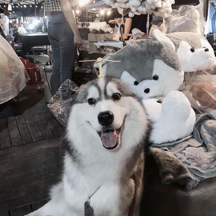 Bán gấu bông ế ẩm, chú chó husky dùng chiến lược độc lạ câu khách