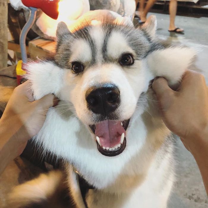 Bán gấu bông ế ẩm, chú chó husky dùng chiến lược độc lạ câu khách