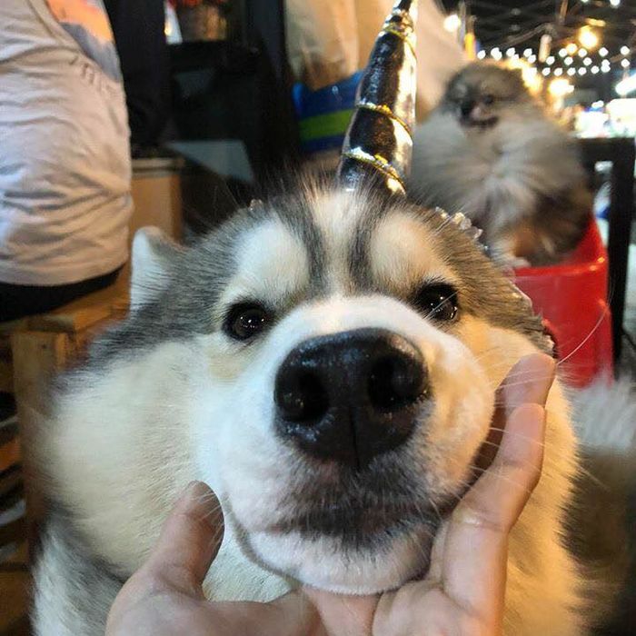 Bán gấu bông ế ẩm, chú chó husky dùng chiến lược độc lạ câu khách