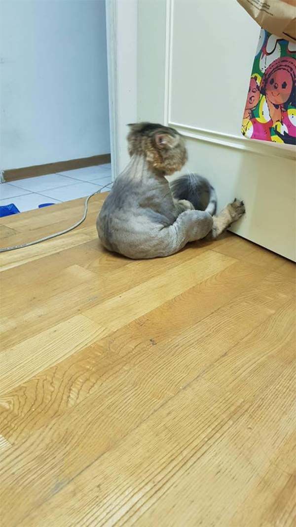 Biểu cảm hờn cả thế giới của boss vì bị sen vặt sạch bộ lông xinh