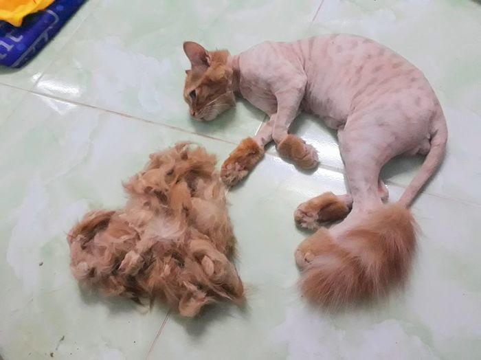 Biểu cảm hờn cả thế giới của boss vì bị sen vặt sạch bộ lông xinh
