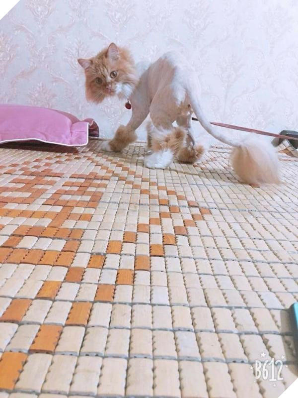 Biểu cảm hờn cả thế giới của boss vì bị sen vặt sạch bộ lông xinh