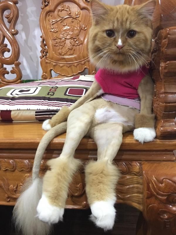 Biểu cảm hờn cả thế giới của boss vì bị sen vặt sạch bộ lông xinh