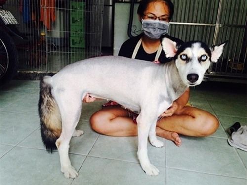Biểu cảm hờn cả thế giới của boss vì bị sen vặt sạch bộ lông xinh
