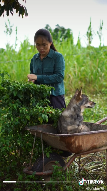 Bỏ 9 năm ở Sài Gòn về làm vườn: Cô gái trở thành Tiktoker chân chất
