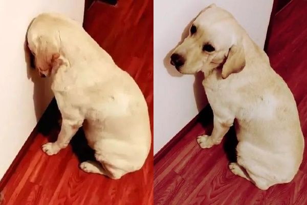 Boss bị bắt úp mặt vào tường vì hổ báo với em: Ai kêu hỏng nghe lời