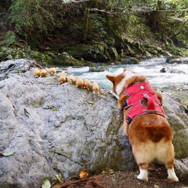 Cưng quá trời quá đất: Chú Corgi mông to đi đâu cũng dẫn theo sắp nhỏ