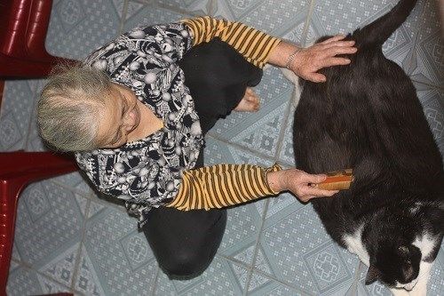 Chú mèo nặng nhất Việt Nam: được trả 120 triệu nhưng chủ không bán