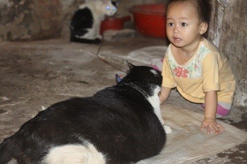 Chú mèo nặng nhất Việt Nam: được trả 120 triệu nhưng chủ không bán