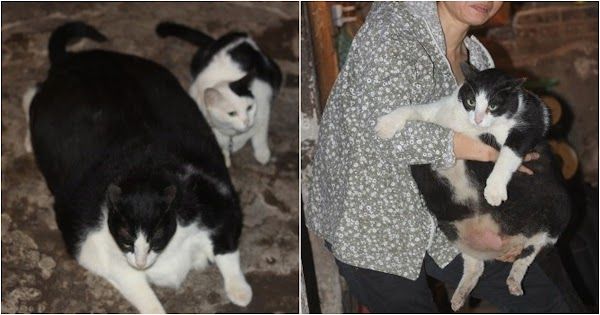 Chú mèo nặng nhất Việt Nam: được trả 120 triệu nhưng chủ không bán