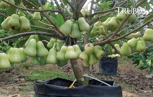 Cây táo vỡ kế hoạch: Quả nào cũng căng mướt, bóng mẩy