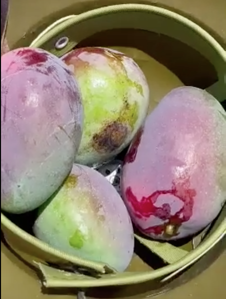 Cây xoài lúc lỉu quả nhưng mọc ở vị trí 'hiểm hóc' nhất Việt Nam