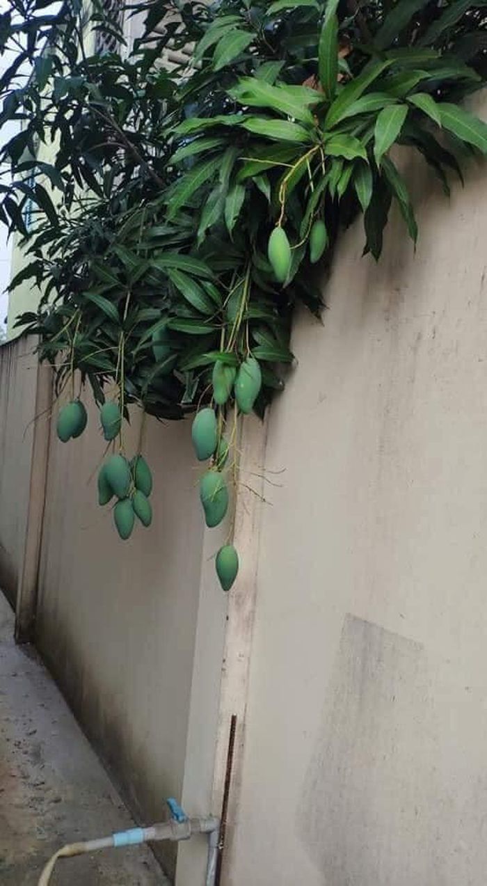 Cây xoài lúc lỉu quả nhưng mọc ở vị trí 'hiểm hóc' nhất Việt Nam
