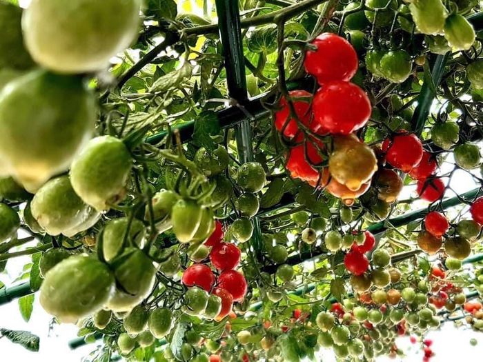 Chỉ 2 thùng xốp, mẹ trẻ trồng cà chua bi sai chi chít nhìn sướng mắt