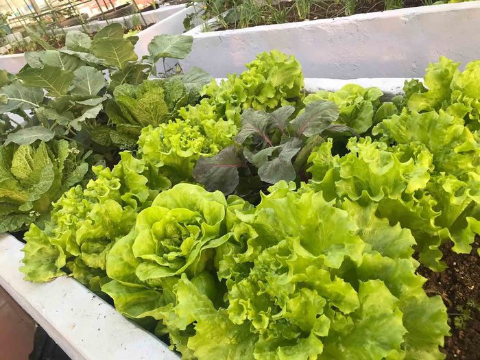 Chỉ 2 thùng xốp, mẹ trẻ trồng cà chua bi sai chi chít nhìn sướng mắt