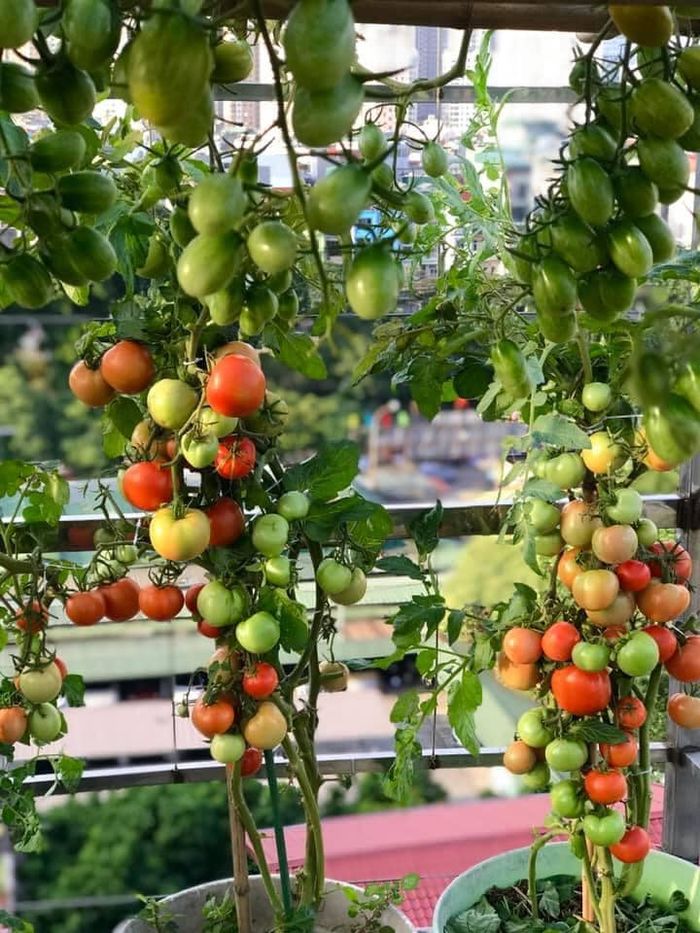 Chỉ 2 thùng xốp, mẹ trẻ trồng cà chua bi sai chi chít nhìn sướng mắt