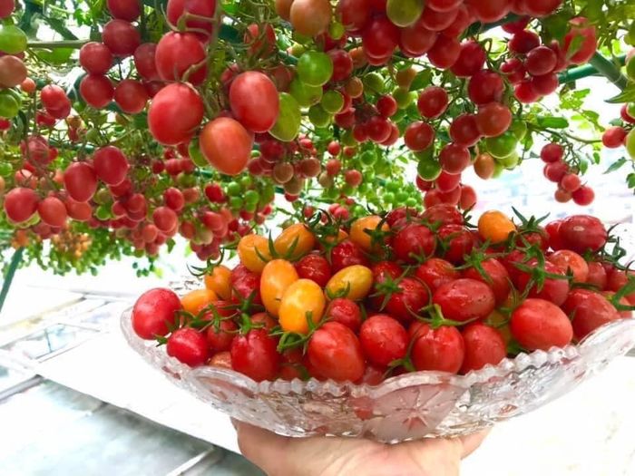 Chỉ 2 thùng xốp, mẹ trẻ trồng cà chua bi sai chi chít nhìn sướng mắt