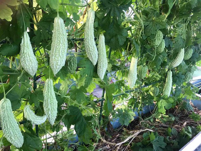 Chỉ 2 thùng xốp, mẹ trẻ trồng cà chua bi sai chi chít nhìn sướng mắt