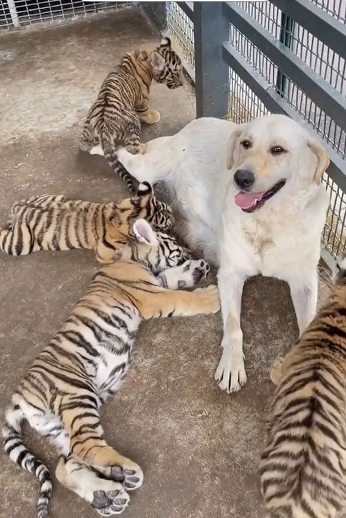 Chó bất đắc dĩ làm mẹ của 5 tiểu hổ: Ai ăn ốc mà giờ bắt em đổ vỏ